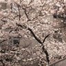 Фото профиля ぼん
