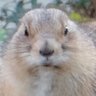 きたむら profil fotoğrafı