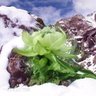 天山雪莲's profile picture