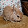 メアリーさん profil fotoğrafı