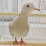 マイコウ🐦ふっふるーぐぅあ profil fotoğrafı