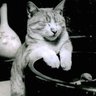 居たり居なかったりする猫's profile picture