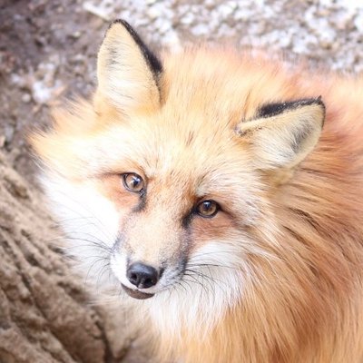 onraisan's profile picture