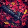 奔跑的鸡蛋's profile picture