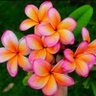 Фото профиля Orangeみかん.!(๑•∀•๑)!💕💙💚💛💜💗💖💘💕💓