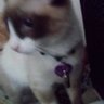 Roman Maxwell's profile picture