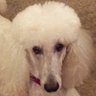 Фото профиля Natalie🐩
