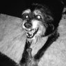 Matt Koeplin's profile picture