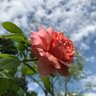 o(Y🌹K)O's profile picture