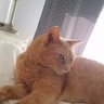 SargeantSqueak 🇨🇦's profile picture