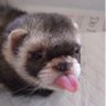 thecompanionferret's profile picture