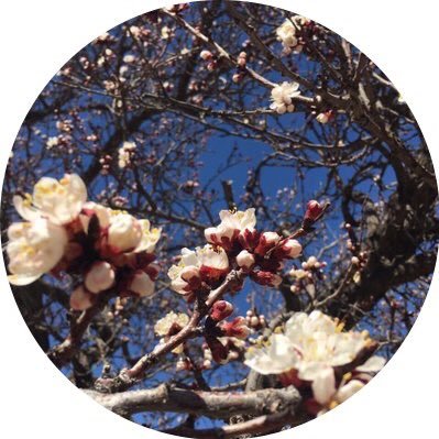 masroreya's profile picture