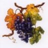Vitis vinifera's profile picture
