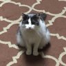 Denise 🌻🐈 profil fotoğrafı