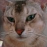 喵山人's profile picture