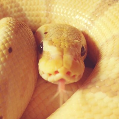 BallPython1207's profile picture