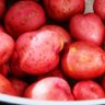 Red Potatoes 的头像