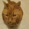 Profilbild von Mayor Captain Zork