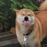 Iike Bot's profile picture