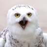 Profilbild von morris a.k.a. CROW