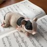 (^-^)♪♪にこおんぷ's profile picture