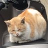 にゃんこfes's profile picture