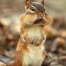 Фото профиля JumpingJax