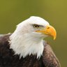 T K profil fotoğrafı