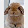 Hungry Rabbit 🐇 profil fotoğrafı