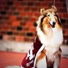 Фото профиля Aggie Patriot