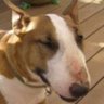 Bullie's profile picture