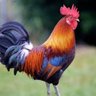Фото профиля Kakkakaako كاكاكاكو