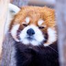 zhi ray profil fotoğrafı