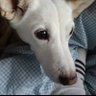 シロ profil fotoğrafı