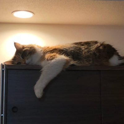 jiji_tsuma's profile picture