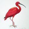 Profilbild von Spicy Ibis