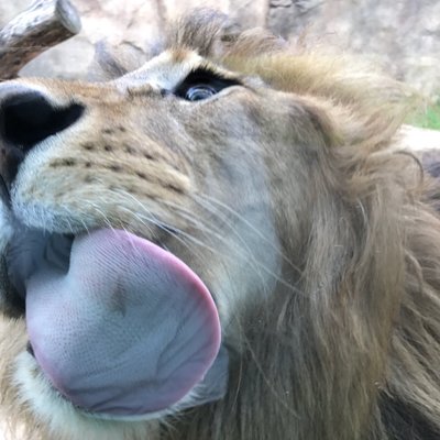 bignekosama's profile picture