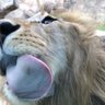 大きな猫さま🦁's profile picture