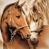 Фото профиля ابو عبدالرحمن