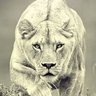 Фото профиля Lioness