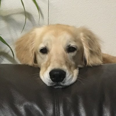 zuttonakama12's profile picture