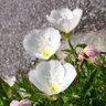 Profilbild von おっ!