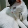 ฅ^•ﻌ•^ฅニャンズ5+2+1 的头像