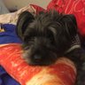 Profilbild von Joey