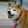 みゆき&チャチャ's profile picture