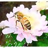 Bee🐝TheChange #Veritaseum for #truth and #freedom 的头像
