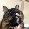にゃろ profil fotoğrafı