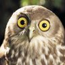 OwlsOp 的头像