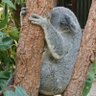 ボサボサ profil fotoğrafı