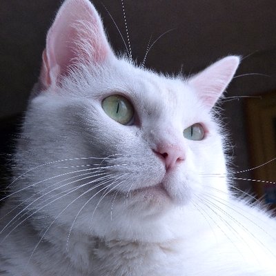 suimu_calcite's profile picture